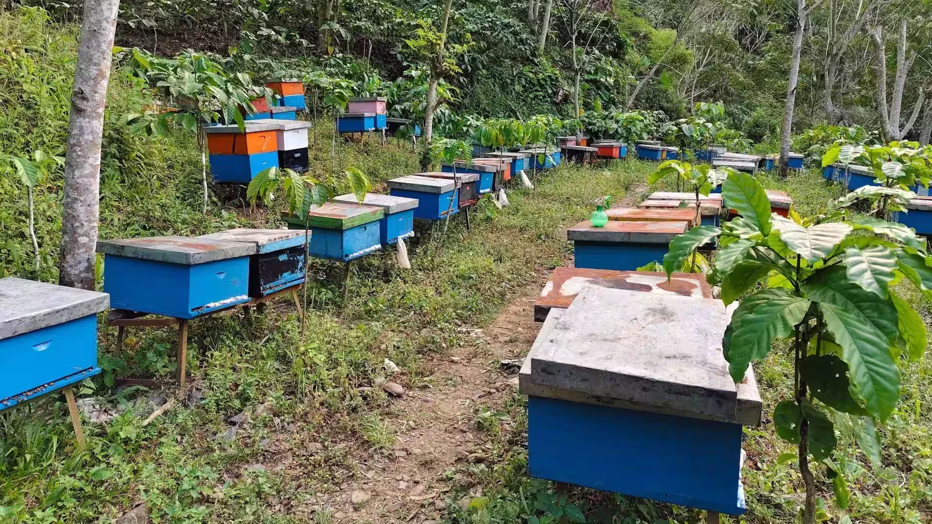 100% Madu Asli & Halal | Rebepal Madu